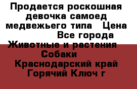 Продается роскошная девочка самоед медвежьего типа › Цена ­ 35 000 - Все города Животные и растения » Собаки   . Краснодарский край,Горячий Ключ г.